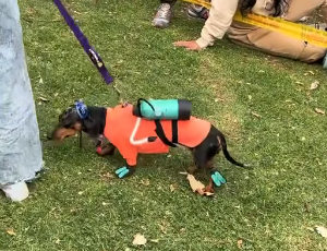 Salsichas ganham fama após usarem fantasias icônicas - Foto: Internet/Reprodução/ND