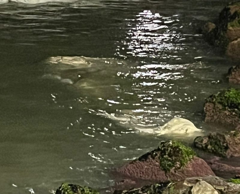 A presença de uma carcaça à deriva no mar, especialmente em áreas frequentadas por banhistas, pode acarretar diversos problemas e riscos para o ambiente e a saúde pública