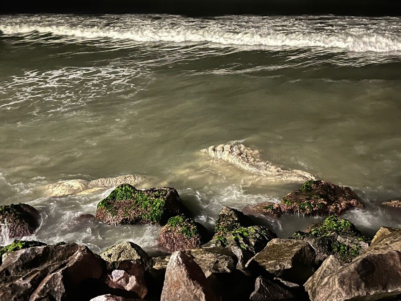 Infelizmente, as autoridades locais só podem intervir quando a carcaça encalha na areia
