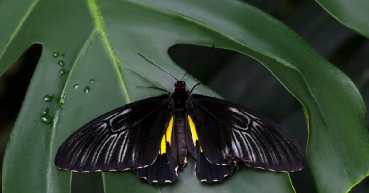 Sonhar com borboleta: significado está relacionado com transformação