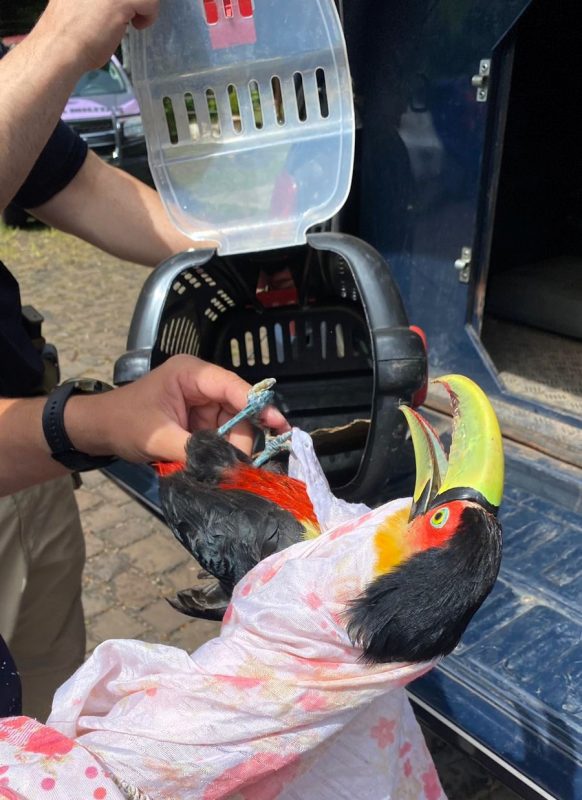 O tucano foi resgatado e levado até a polícia Militar Ambiental de Concórdia