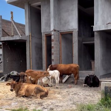 ‘Que loucura é essa?’: vacas invadem construção e transformam local em refúgio bovino