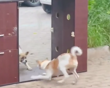 Cachorro briga com seu próprio reflexo em desentendimento épico - Foto: Mundo dos Cães/ Reprodução/ND