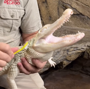 Jacaré se demostra gostar do banho usando escova de dente - Foto: Jay Brewer/Reprodução/ND