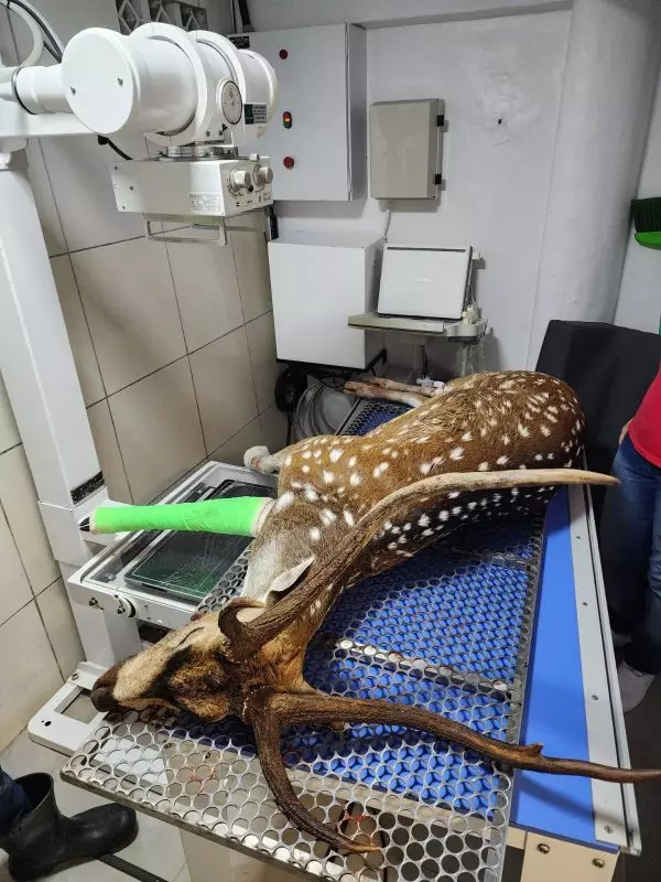 Cervo encontrado em Ibirama estava bastante machucado
