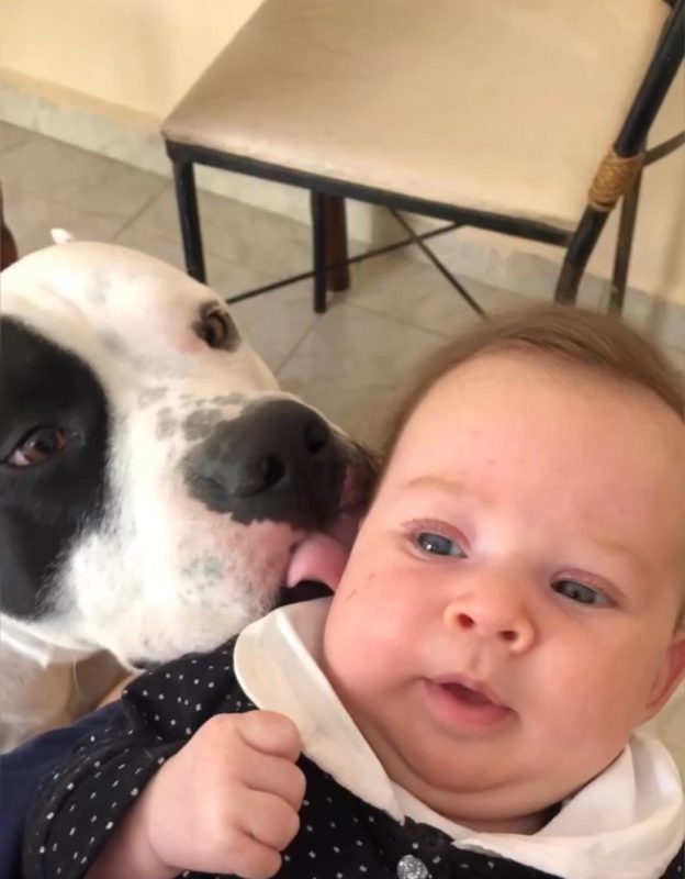 Em um vídeo que esta 'derretendo corações' dos internautas, é mostrado como os pitbulls agiram com a chegada de um novo morador na casa