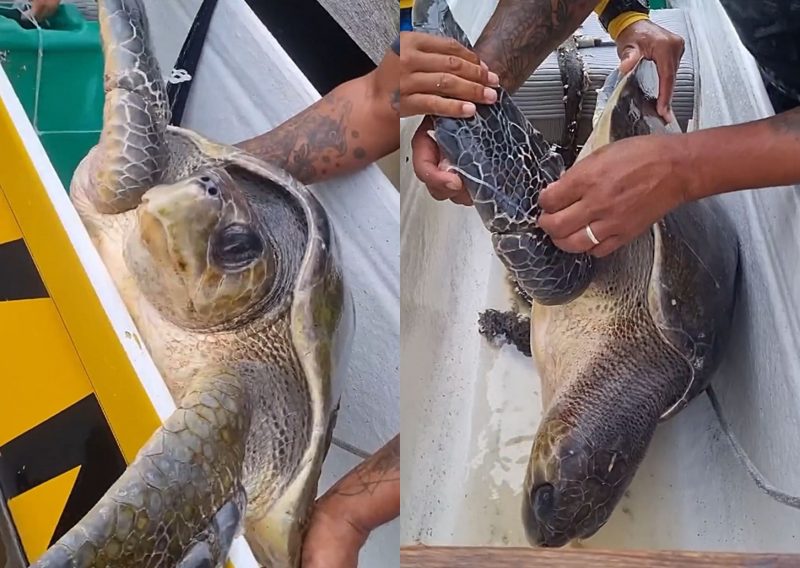 Resgate pelos cano&iacute;stas ocorreu nesta ter&ccedil;a-feira (23) – Foto: @kanaloavaa/Instagram/Reprodu&ccedil;&atilde;o/ND