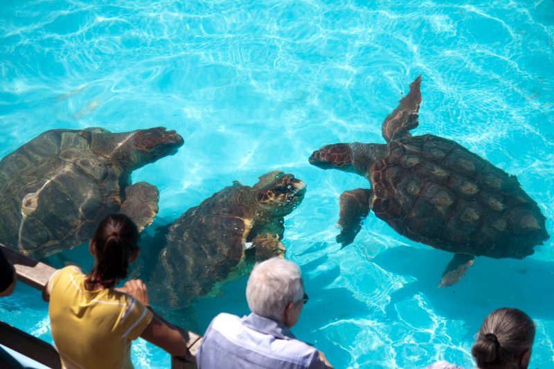 Na foto, tartarugas da esp&eacute;cie cabe&ccedil;uda, caracterizada pela mordida muito potente – Foto: Funda&ccedil;&atilde;o Projeto Tamar/Reprodu&ccedil;&atilde;o/ND