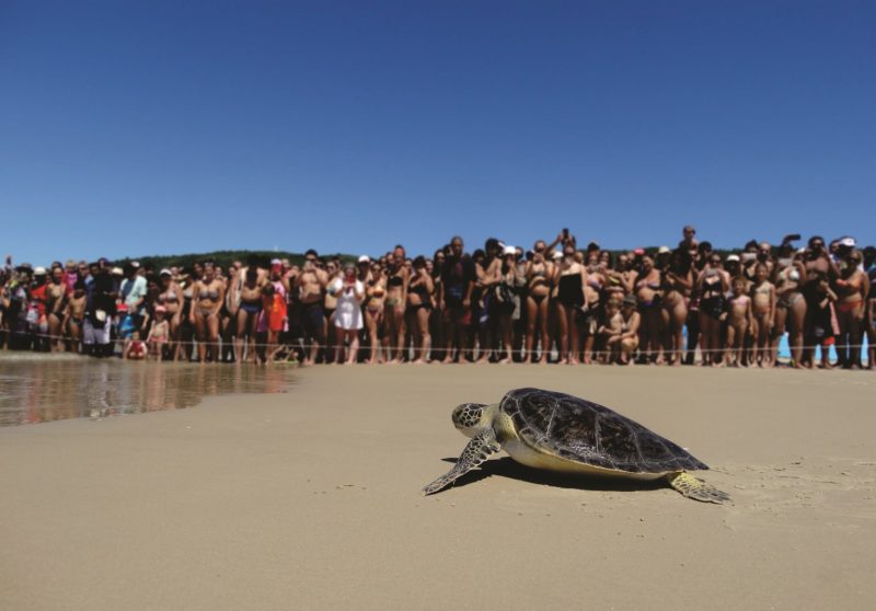 População de tartaruga-verde, com os esforços do Projeto, tem se estabilizado nos últimos anos – Foto: Fundação Projeto Tamar