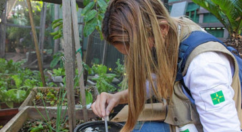 Ações de combate ao mosquito da dengue devem continuar mesmo com vacina