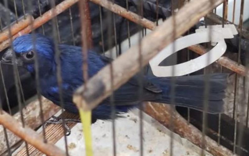 Pássaro apreendido em casos de tráfico de animais em Itapema (SC)