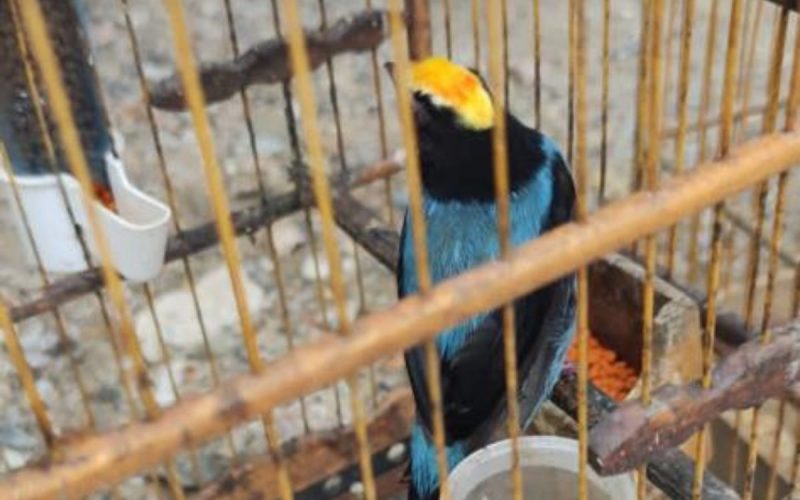 Pássaro apreendido em casos de tráfico de animais em Itapema (SC)