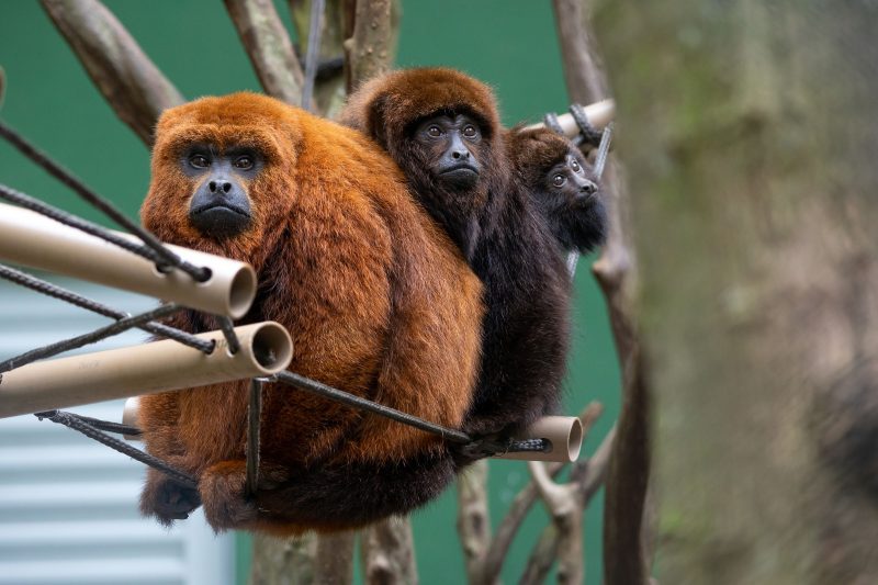 Triunfo da natureza: bugio-ruivo retorna a Florianópolis após 260 anos de extinção