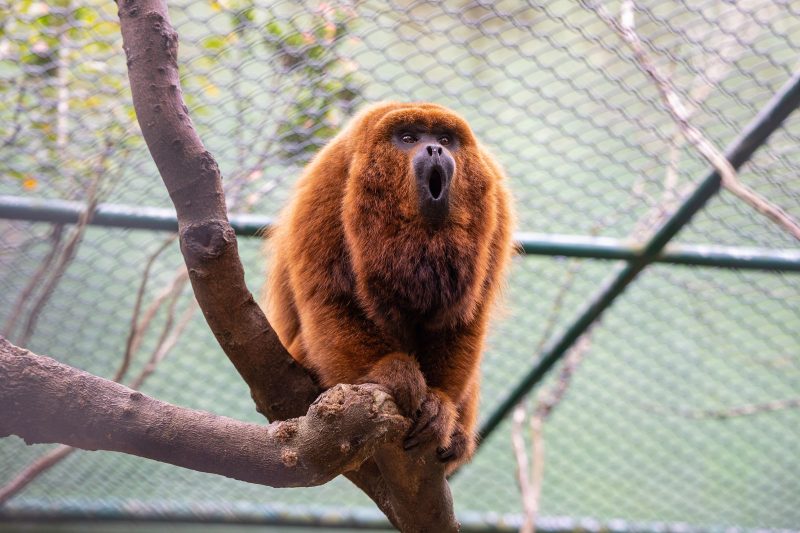 família de Floripa, compostos por Sem Cauda, Ranhento e Ruivo, passaram por uma fase intensa de reabilitação