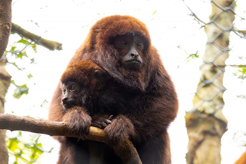 Bugios foram soltos no Parque Estadual do Rio Vermelho, &aacute;rea norte da Ilha – Foto: Daniel De Granville/Divulga&ccedil;&atilde;o/ND
