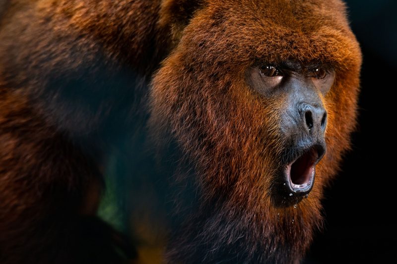 Diante do elevado número de bugios aguardando destinação e da extinção local desses animais na ilha devido ao desmatamento e caça, o Silvestres SC assumiu a missão de trazer esses primatas de volta