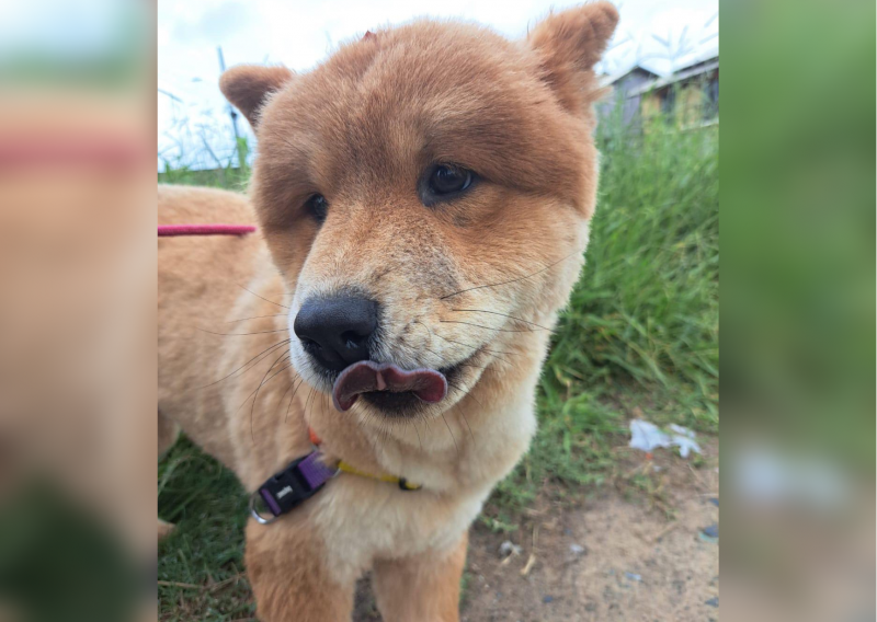 ‘É meu neném’: tutora busca desesperadamente por uma Chow-Chow desaparecida em Florianópolis