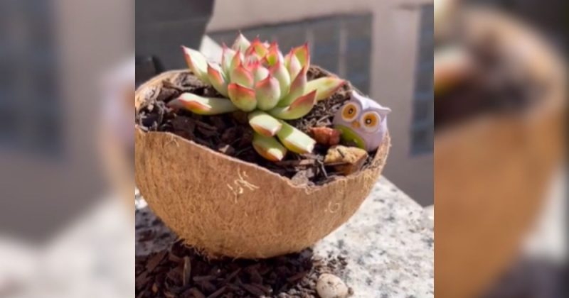 Suculenta no vaso feito com casca de coco