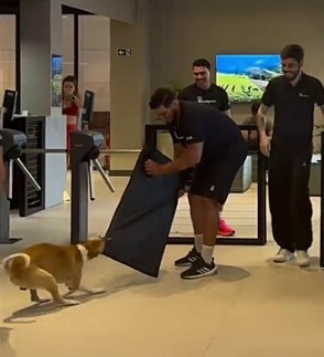 Vira-lata caramelo "fez e aconteceu" ao invadir academia no Ceará