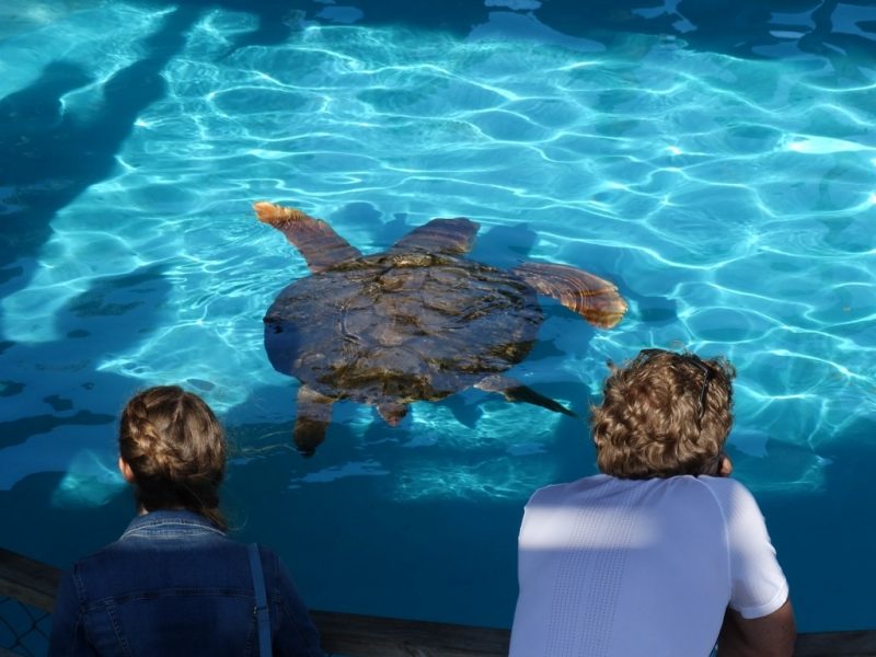 Visitantes admiram tartarugas do projeto durante visita&ccedil;&atilde;o – Foto: Funda&ccedil;&atilde;o Projeto Tamar/Reprodu&ccedil;&atilde;o/ND