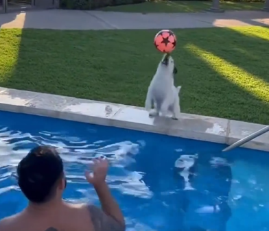 Ramoncito quase deixou a dupla masculina no chinelo no vôlei de piscina - Foto: Oficial Meu Pet/Reprodução/ND