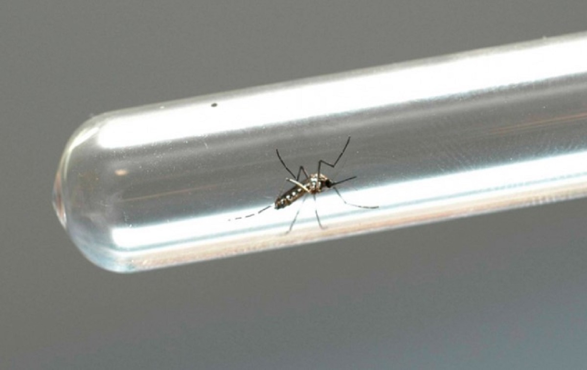 Fiebre del dengue: municipio del Oeste de Carolina del Sur confirma la primera muerte por la enfermedad