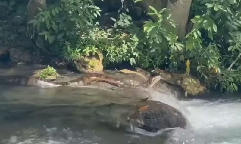 Anaconda desliza sobre pedra em cachoeira de Bonito, no Mato Grosso do Sul