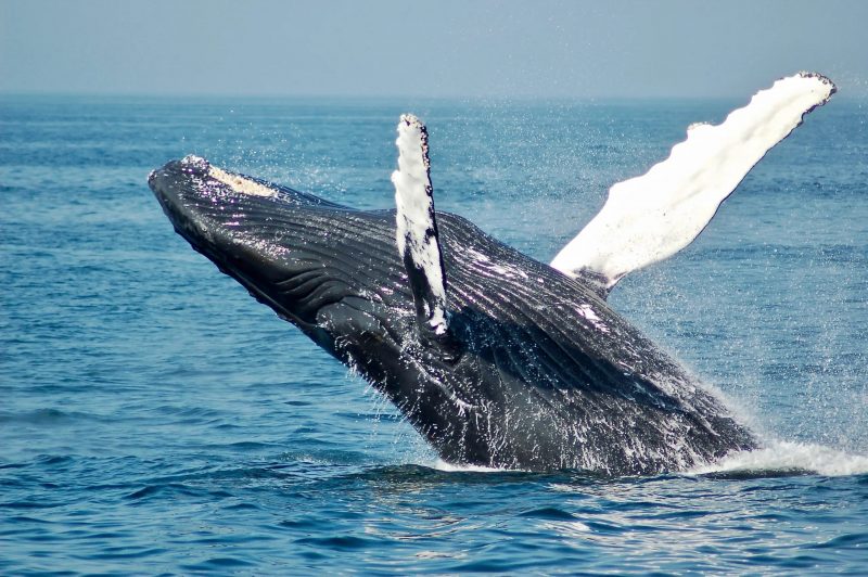 A baleia-franca é classificada como Vulnerável na classificação de espécies em extinção 