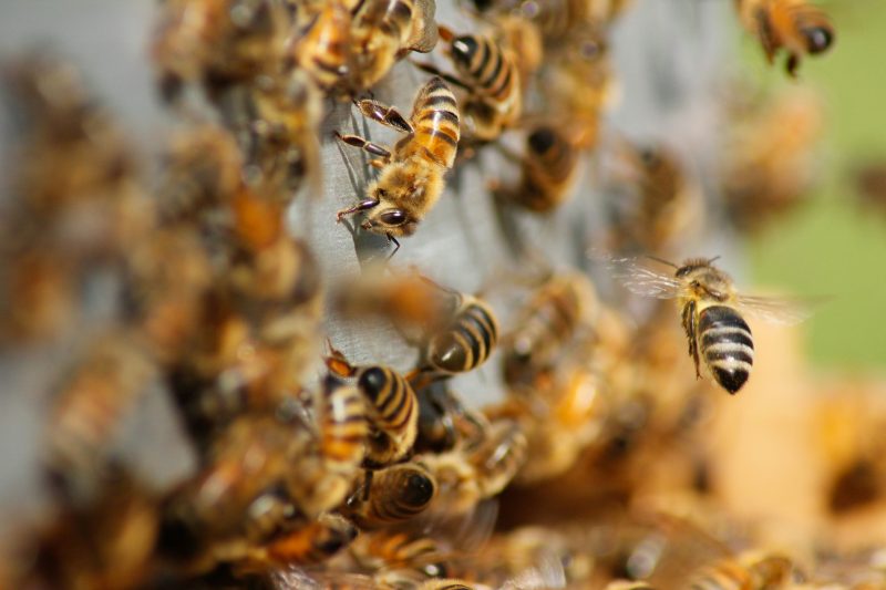 Diversas abelhas espalhadas em parede cinza durante o dia 