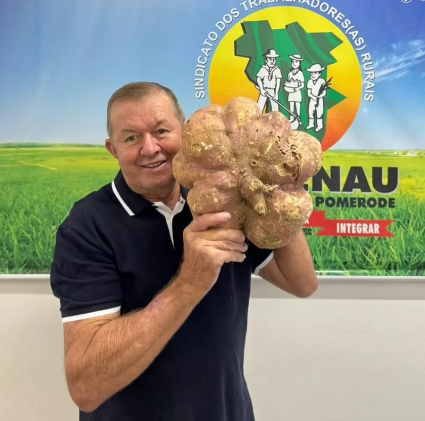 Produtor rural de Blumenau colhe batata-doce gigantesca de 12 kg - Sindicato dos Trabalhadores Rurais de Blumenau/Reprodução ND