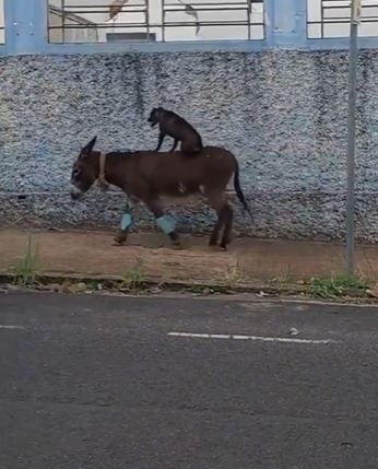 Cena do burro carregando o cachorro foi feito em Birigui, no interior de São Paulo 