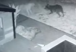 Tutor afirma que no momento do vídeo, não havia outro cachorro com seu pet. Seria um cachorro fantasma?