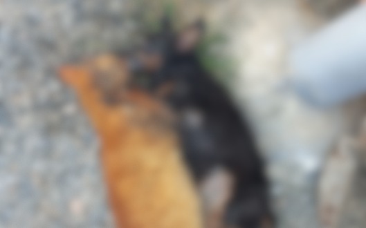 Imagem borrada de cachorro e gato mortos por envenenamento em Itapema