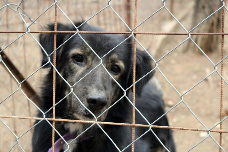 Cachorro triste vítima de maus-tratos atrás de grade