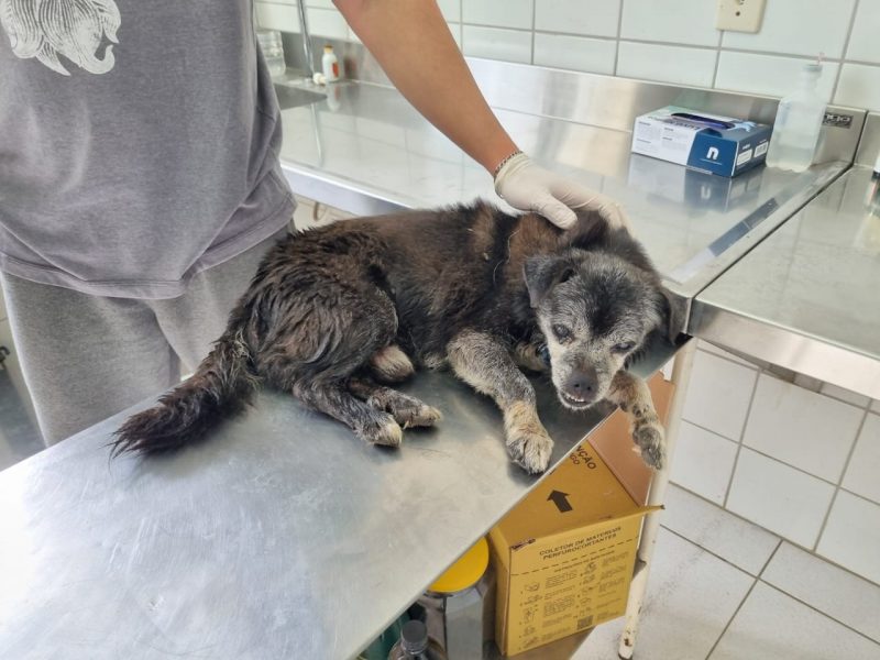 Cachorrinho foi levado ao N&uacute;cleo de Bem-Estar Animal e recebeu cuidados – Foto: Divulga&ccedil;&atilde;o/NBEA/ND