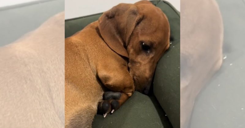 Cachorro-salsicha viralizou na web