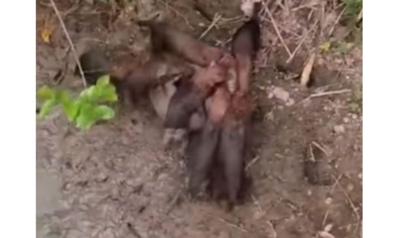 Cachorro vinagre ataca paca em bando