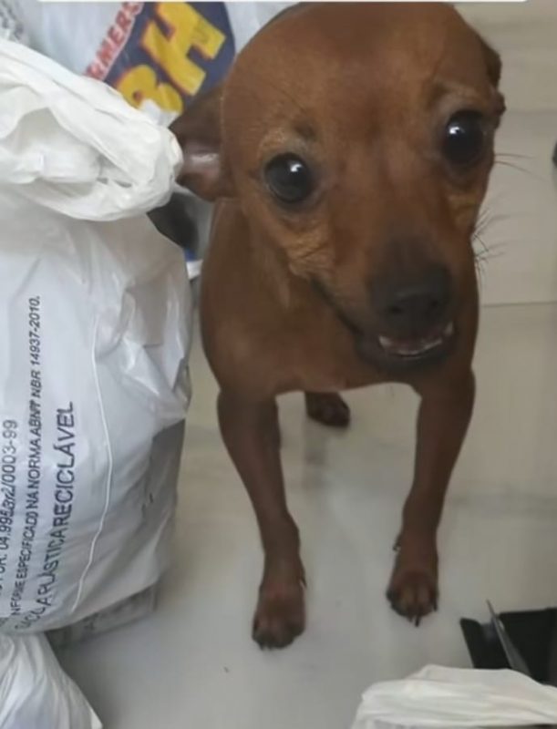 Cachorro viraliza ao não deixar as compras serem guardadas