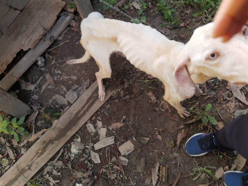 Foto de um cachorro magro por maus-tratos