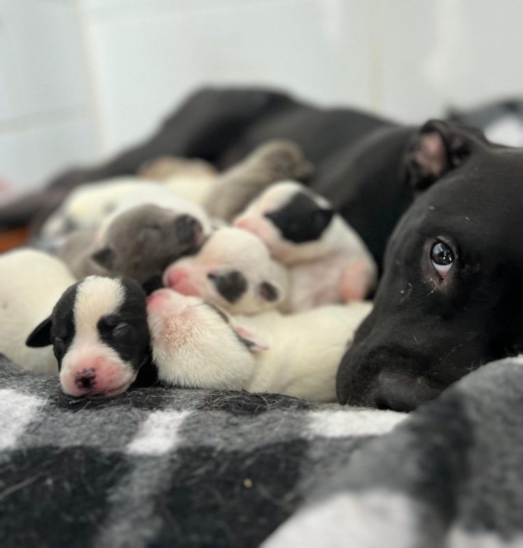 Com mais de 200 animais aguardando lar, Dibea est&aacute; superlotada – Foto: Dibea/Divulga&ccedil;&atilde;o/ND