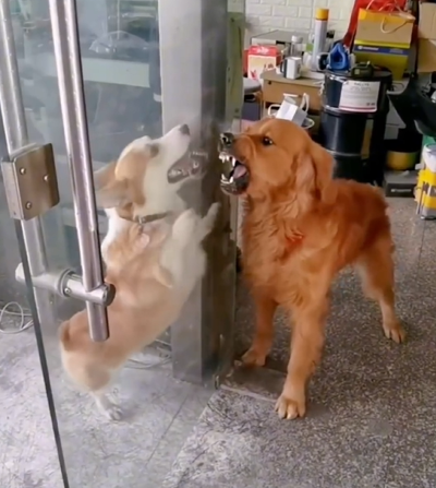 Cachorros viralizam na internet após travarem "confronto" hilário - Foto: Internet/Reprodução/ND