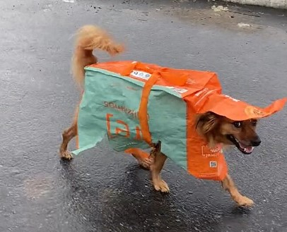 C&atilde;o viraliza nas redes ap&oacute;s usar sacola de supermercado como capa de chuva – Foto: Reprodu&ccedil;&atilde;o/TikTok/ND