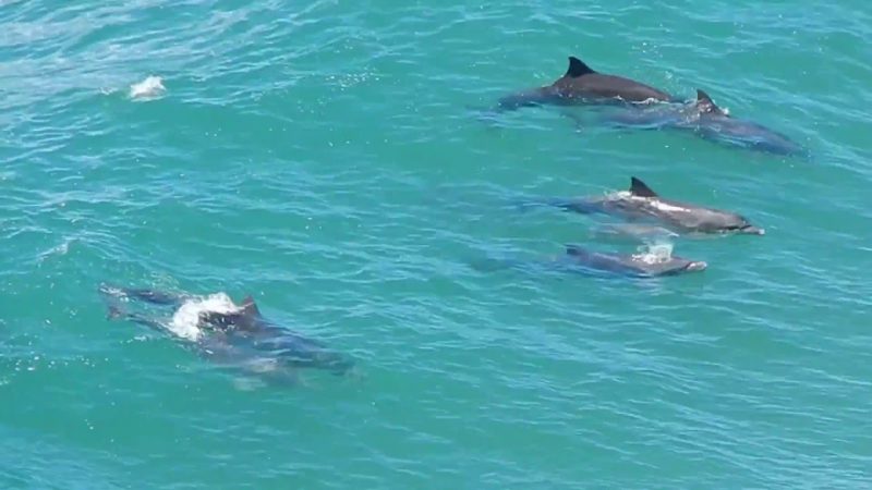 Acelino também destaca a incrível parceria entre fragatas e golfinhos na busca por alimentos. 