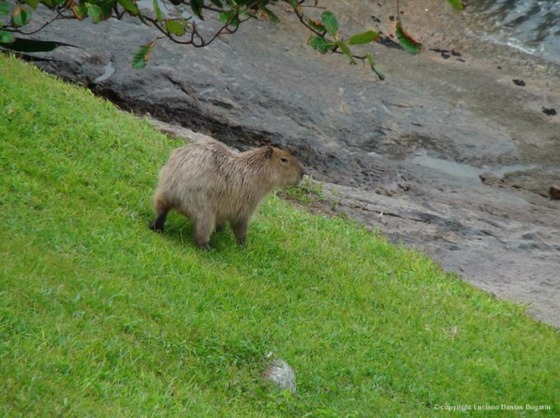 ‘Capmodels’: capivaras galegas se exibem e ‘desfilam’ em Ilha da Grande Florianópolis