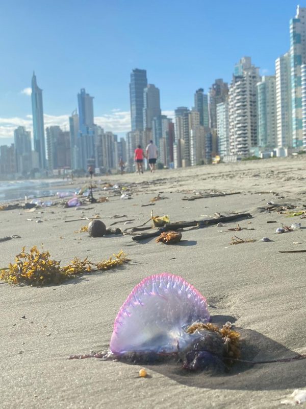 Imagem mostra caravelas portuguesas em Balneário Camboriú