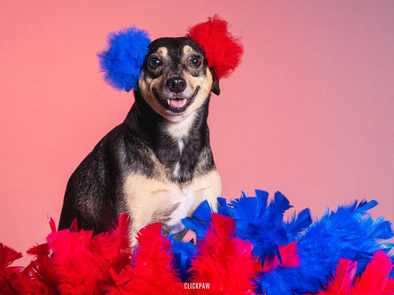 Tutores podem colocar a imagina&ccedil;&atilde;o para funcionar e garantir fantasias dos pets em desfile de CarnavAU em Itaja&iacute; – Foto: Divulga&ccedil;&atilde;o