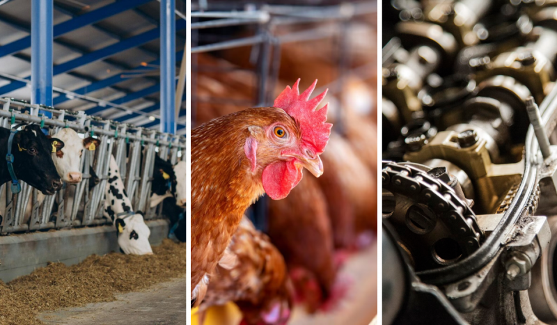 Fotomontagem com 3 imagens: à esquerda, uma foto de bois enfileirados em um criadouro, no meio uma galinha marrom olha fixamente para a câmera e à direita uma engrenagem de motor para ilustrar matéria sobre o avanço do crescimento econômico em Santa Catarina, com exportações de SC de carne de aves e afins