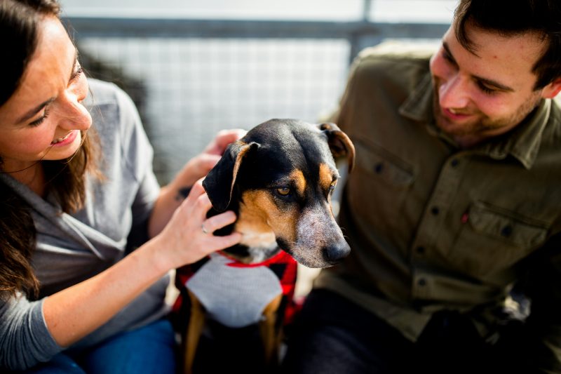 Casal de homem e mulher sorrindo com seu pet, um cachorro beagle