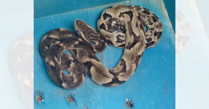 Cobra media cerca de um metro – Foto: CBMSC/Divulga&ccedil;&atilde;o/ND