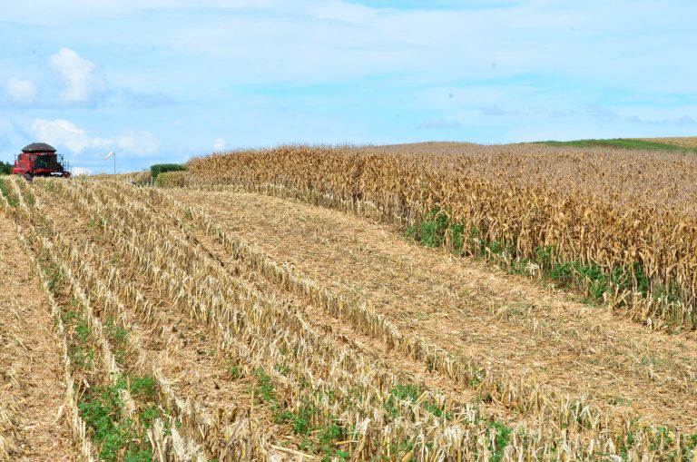 Enxame de gafanhotos pode atacar colheitas por causa do Aquecimento Global